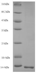 Scytonema varium Scytovirin Recombinant Protein, Scytonema varium, Yeast, N-terminal 6xHis-tagged, 11.7 kDa, purity >≥ 90% as determined by SDS-PAGE.