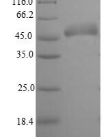 Escherichia coli Glutamate/aspartate periplasmic-binding protein (gltI) Recombinant Protein - BioCrest Sci