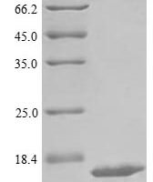 Bovine Adrenodoxin, mitochondrial (FDX1) Recombinant Protein - BioCrest Sci
