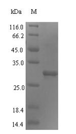 Human DNA repair protein complementing XP-G cells (ERCC5), partial Recombinant Protein, Homo sapiens (Human), E.coli, N-terminal 6xHis-tagged, 30.8 kDa, purity >≥ 90% as determined by SDS-PAGE.