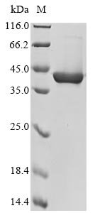 Mouse Chitinase-3-like protein 4 (Chi3l4) Recombinant Protein, Mus musculus (Mouse), Yeast, N-terminal 6xHis-tagged, 44.9 kDa, purity >≥ 90% as determined by SDS-PAGE.