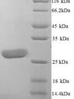 Human Leukocyte immunoglobulin-like receptor subfamily A member 5 (LILRA5), partial Recombinant Protein, N-His, aa 42–268, Yeast - BioCrest Sci