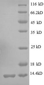 Escherichia coli 30S ribosomal protein S19 (rpsS) Recombinant Protein, Escherichia coli (strain K12), E.coli, N-terminal 6xHis-tagged, 14.3 kDa, purity >≥ 90% as determined by SDS-PAGE.