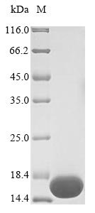Bordetella bronchiseptica Azurin (BB3856) Recombinant Protein, N-His, Bordetella bronchiseptica (strain ATCC BAA-588 / NCTC 13252 / RB50) (Alcaligenes bronchisepticus), Yeast, N-terminal 6xHis-tagged, 15.8 kDa, purity >≥ 90% as determined by SDS-PAGE.