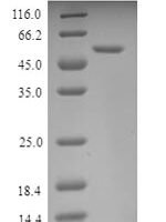 Mouse Nuclear respiRatory factor 1 (Nrf1) Recombinant Protein - BioCrest Sci