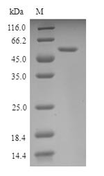 Mouse Nuclear respiRatory factor 1 (Nrf1) Recombinant Protein, Mus musculus (Mouse), Yeast, N-terminal 6xHis-SUMO-tagged, 69.6 kDa, purity >≥ 90% as determined by SDS-PAGE.