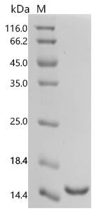 Rat Natriuretic peptides B (Nppb) Recombinant Protein, Rattus norvegicus (Rat), E.coli, C-terminal 6xHis-tagged, 17.7 kDa, purity >≥ 95% as determined by SDS-PAGE.