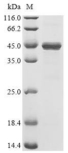 Human Mitotic checkpoint protein BUB3 (BUB3) Recombinant Protein, Homo sapiens (Human), Homo sapiens (Human), C-terminal 6xHis-Avi-tagged, 44.4 kDa, purity >≥ 95% as determined by SDS-PAGE.