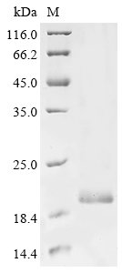 Escherichia coli Antitoxin MazE (mazE) Recombinant Protein, Escherichia coli (strain K12), E.coli, N-terminal 10xHis-tagged and C-terminal Myc-tagged, 16.8 kDa, purity >≥ 85% as determined by SDS-PAGE.