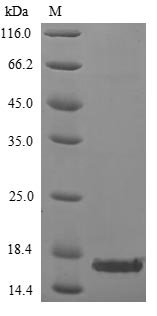 Variola virus Protein OPG154 (OPG154) Recombinant Protein, N-10His, Variola virus (isolate Human/India/Ind3/1967) (VARV) (Smallpox virus), Yeast, N-terminal 10xHis-tagged, 15.0 kDa, purity >≥ 85% as determined by SDS-PAGE.