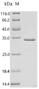 Human Alpha-2A adrenergic receptor (ADRA2A), partial Recombinant Protein, C-His, aa 233–389, E.coli, Homo sapiens (Human), E.coli, C-terminal 6xHis-tagged, 23.4 kDa, purity >≥ 95% as determined by SDS-PAGE.