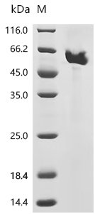 Nepenthes gracilis Aspartic proteinase nepenthesin-2 (nep2) Recombinant Protein, C-10His, aa 25–438, Mammalian cell, Nepenthes gracilis (Slender pitcher plant), Mammalian cell, C-terminal 10xHis-tagged, 45.2 kDa, purity >≥ 95% as determined by SDS-PAGE.≥ 95% as determined by SEC-HPLC.