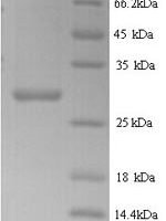 Arabidopsis thaliana Putative defensin-like protein 70 (LCR83) Recombinant Protein - BioCrest Sci