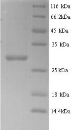 Arabidopsis thaliana Putative defensin-like protein 70 (LCR83) Recombinant Protein, Arabidopsis thaliana (Mouse-ear cress), Yeast, N-terminal GST-tagged, 32.9 kDa, purity >≥ 90% as determined by SDS-PAGE.