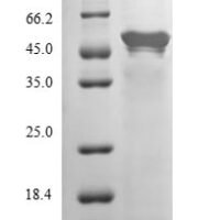 Human COP9 signalosome complex subunit 2 (COPS2) Recombinant Protein, Tag-Free - BioCrest Sci