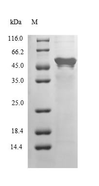 Human COP9 signalosome complex subunit 2 (COPS2) Recombinant Protein, Tag-Free, Homo sapiens (Human), E.coli, Tag-Free, 51.6 kDa, purity >≥ 85% as determined by SDS-PAGE.