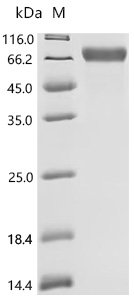 Epstein-Barr virus Glycoprotein 42 (BZLF2), partial Recombinant Protein, C-hFc1, Epstein-Barr virus (strain B95-8) (HHV-4) (Human herpesvirus 4), Mammalian cell, C-terminal hFc1-tagged, 50.5 kDa, purity >≥ 95% as determined by SDS-PAGE.
