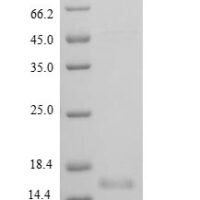 Rat Brain-derived neurotrophic factor (Bdnf), partial Recombinant Protein - BioCrest Sci
