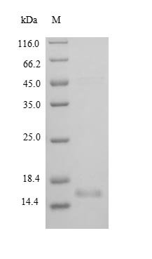Rat Brain-derived neurotrophic factor (Bdnf), partial Recombinant Protein, Rattus norvegicus (Rat), E.coli, N-terminal 6xHis-tagged, 16.3 kDa, purity >≥ 90% as determined by SDS-PAGE.