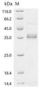Mouse CD40 ligand (Cd40lg), partial Recombinant Protein, Mus musculus (Mouse), Yeast, N-terminal mFc1-tagged, 42.1 kDa, purity >≥ 85% as determined by SDS-PAGE.