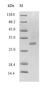 Mouse Transthyretin (Ttr), partial Recombinant Protein, N-His-SUMO, Mus musculus (Mouse), E.coli, N-terminal 6xHis-SUMO-tagged, 29.5 kDa, purity >≥ 90% as determined by SDS-PAGE.