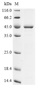Chlamydophila psittaci Major outer membrane porin (ompA) Recombinant Protein, N-10His/C-Myc, Chlamydophila psittaci (strain ATCC VR-125 / 6BC) (Chlamydia psittaci), E.coli, N-terminal 10xHis-tagged and C-terminal Myc-tagged, 48.6 kDa, purity >≥ 90% as determined by SDS-PAGE.