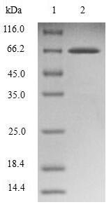 Human Endophilin-B1 (SH3GLB1) Recombinant Protein, Homo sapiens (Human), E.coli, N-terminal GST-tagged, 67.8 kDa, purity >≥ 90% as determined by SDS-PAGE.