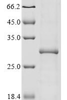 Coxiella burnetii Chaperonin GroEL (groEL), partial Recombinant Protein, N-10His/C-Myc - BioCrest Sci