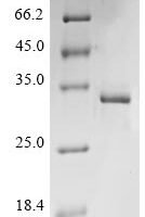 Bovine coronavirus Non-structural protein 2a (2a) Recombinant Protein, C-His, aa 1–278, strain 98TXSF-110-ENT - BioCrest Sci