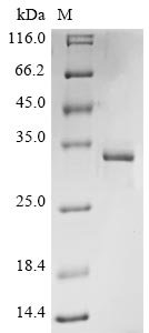 Bovine coronavirus Non-structural protein 2a (2a) Recombinant Protein, C-His, aa 1–278, strain 98TXSF-110-ENT, Bovine coronavirus (strain 98TXSF-110-ENT) (BCoV-ENT) (BCV), Yeast, C-terminal 6xHis-tagged, 33.7 kDa, purity >≥ 85% as determined by SDS-PAGE.