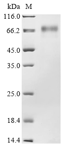 Rat Noelin-3 (Olfm3) Recombinant Protein, Rattus norvegicus (Rat), Mammalian cell, C-terminal 10xHis-tagged, 56.0 kDa, purity >≥ 85% as determined by SDS-PAGE.