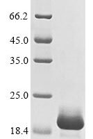 Human Lymphocyte antigen 96 (LY96) (R56G) Recombinant Protein - BioCrest Sci