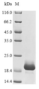Human Lymphocyte antigen 96 (LY96) (R56G) Recombinant Protein, Homo sapiens (Human), Baculovirus, N-terminal 10xHis-tagged, 17.5 kDa, purity >≥ 85% as determined by SDS-PAGE.