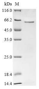 Human Cyclin-A2 (CCNA2) Recombinant Protein, Homo sapiens (Human), E.coli, N-terminal 10xHis-tagged, 54.6 kDa, purity >≥ 85% as determined by SDS-PAGE.