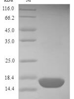 Mercurialis annua Profilin Recombinant Protein, N-His - BioCrest Sci