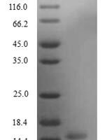 Mouse Secretoglobin family 3A member 2 (Scgb3a2) Recombinant Protein, N-His - BioCrest Sci