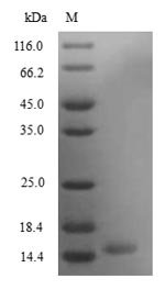 Mouse Secretoglobin family 3A member 2 (Scgb3a2) Recombinant Protein, N-His, Mus musculus (Mouse), Yeast, N-terminal 6xHis-tagged, 15.2 kDa, purity >≥ 90% as determined by SDS-PAGE.