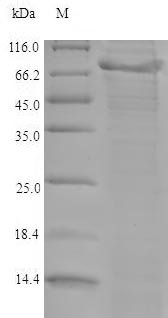 Mouse A disintegrin and metalloproteinase with thrombospondin motifs 5 (Adamts5) Recombinant Protein, Mus musculus (Mouse), E.coli, N-terminal 6xHis-tagged, 77.8 kDa, purity >≥ 90% as determined by SDS-PAGE.