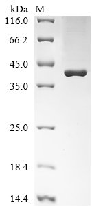 Bovine Apolipoprotein A-I (APOA1), partial Recombinant Protein, Bos taurus (Bovine), E.coli, N-terminal 6xHis-B2M-tagged, 41.5 kDa, purity >≥ 85% as determined by SDS-PAGE.