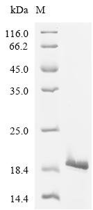 Human Transcription factor E2-alpha (TCF3), partial Recombinant Protein, C-His, Homo sapiens (Human), E.coli, C-terminal 6xHis-tagged, 16.3 kDa, purity >≥ 95% as determined by SDS-PAGE.
