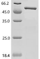 Mouse Olfactomedin-like protein 3 (Olfml3) Recombinant Protein - BioCrest Sci