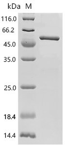 Mouse Olfactomedin-like protein 3 (Olfml3) Recombinant Protein, Mus musculus (Mouse), E.coli, C-terminal 6xHis-tagged, 50.4 kDa, purity >≥ 85% as determined by SDS-PAGE.