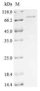 Murid herpesvirus 1 Envelope glycoprotein L (gL), Biotinylated Recombinant Protein, Murid herpesvirus 1 (strain Smith) (MuHV-1) (Mouse cytomegalovirus), E.coli, N-terminal MBP-tagged and C-terminal6xHis-Avi-tagged, 76.7 kDa, purity >≥ 85% as determined by SDS-PAGE.