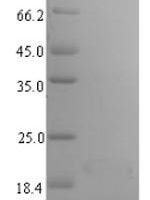 Bacillus subtilis Phosphocarrier protein HPr (ptsH) Recombinant Protein - BioCrest Sci
