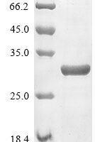 Mouse Transcriptional enhancer factor TEF-3 (Tead4), partial Recombinant Protein, N-10His/C-Myc - BioCrest Sci