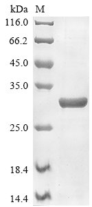 Mouse Transcriptional enhancer factor TEF-3 (Tead4), partial Recombinant Protein, N-10His/C-Myc, Mus musculus (Mouse), E.coli, N-terminal 10xHis-tagged and C-terminal Myc-tagged, 33.0 kDa, purity >≥ 85% as determined by SDS-PAGE.