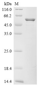 Proteus mirabilis Serralysin (zapA) Recombinant Protein, Proteus mirabilis, E.coli, C-terminal 6xHis-tagged, 59.3 kDa, purity >≥ 85% as determined by SDS-PAGE.