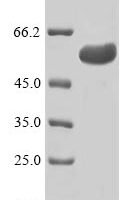 Human Transcriptional enhancer factor TEF-1 (TEAD1) Recombinant Protein, N-His - BioCrest Sci