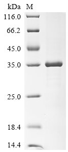 Human ADP-ribosylation factor 1 (ARF1) Recombinant Protein, Homo sapiens (Human), E.coli, N-terminal 6xHis-SUMO-tagged, 33.5 kDa, purity >≥ 90% as determined by SDS-PAGE.