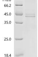 Macaca fascicularis Macaca fascicularis brain cDNA clone: QorA-11660, similar to human lymphocyte antigen 6 complex, locus E (LY6E), mRNA, RefSeq: NM_002346.1 Recombinant Protein, C-hFc1 - BioCrest Sci